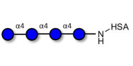 Maltotetraose DP4 grafted on HSA