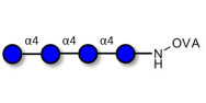 Maltotetraose DP4 grafted on OVA