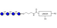 Maltotetraose DP4 with customizable dual functionalization 