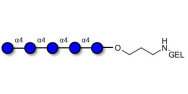 Maltopentaose DP5 grafted on gel for affinity chromatography (Linker-GEL B)