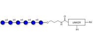 Maltohexaose DP6 with customizable dual functionalization 