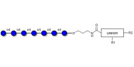 Maltoheptaose DP7 with customizable dual functionalization 