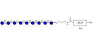 Maltononaose DP9 with customizable dual functionalization 