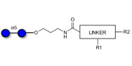 Isomaltose DP2 with customizable dual functionalization 