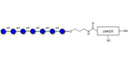 Isomaltoheptaose DP7 with customizable dual functionalization 