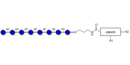 Isomaltooctaose DP8 with customizable dual functionalization 