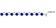 Isomaltononaose DP9 grafted on CRM197