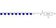 Isomaltononaose DP9 with customizable dual functionalization 