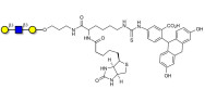 Core type 1 triose linked to biotin and fluorescein (Linker-BT-FLUO A)