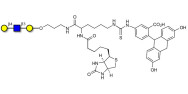 Core type 2 triose linked to biotin and fluorescein (Linker-BT-FLUO A)