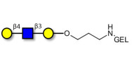 Core type 2 triose grafted on gel for affinity chromatography (Linker-GEL B)