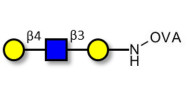Core type 2 triose grafted on OVA