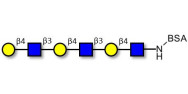 Tri-N-Acetyl-D-Lactosamine grafted on BSA