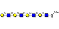 Tetra-N-Acetyl-D-Lactosamine grafted on BSA