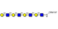 Tetra-N-Acetyl-D-Lactosamine grafted on CRM197