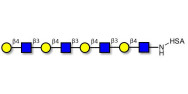 Tetra-N-Acetyl-D-Lactosamine grafted on HSA