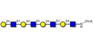 Tetra-N-Acetyl-D-Lactosamine grafted on OVA
