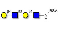 Di-N-Acetyl-D-Lactosamine grafted on BSA