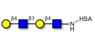 Di-N-Acetyl-D-Lactosamine grafted on HSA