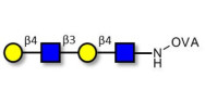 Di-N-Acetyl-D-Lactosamine grafted on OVA
