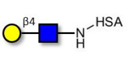 N-Acetyl-D-Lactosamine (LacNAc) grafted on HSA
