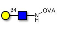 N-Acetyl-D-Lactosamine (LacNAc) grafted on OVA