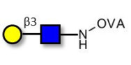 Lacto-N-Biose grafted on OVA