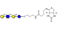 Lacto-N-tetraose (LNT) linked to biotin (Linker-BT B)
