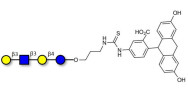 Lacto-N-tetraose (LNT) linked to fluorescein (Linker-FLUO A)