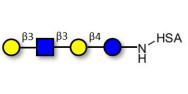 Lacto-N-tetraose (LNT) grafted on HSA