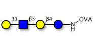 Lacto-N-tetraose (LNT) grafted on OVA
