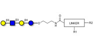Lacto-N-tetraose (LNT) with customizable dual functionalization 
