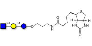 Lacto-N-Triose (LNT2) linked to biotin (Linker-BT B)