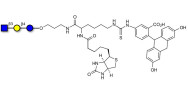 Lacto-N-Triose (LNT2) linked to biotin and fluorescein (Linker-BT-FLUO A)