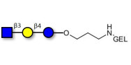 Lacto-N-Triose (LNT2) grafted on gel for affinity chromatography (Linker-GEL B)