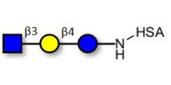 Lacto-N-Triose (LNT2) grafted on HSA