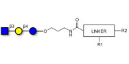 Lacto-N-Triose (LNT2) with customizable dual functionalization 