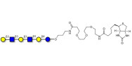 Para-Lacto-N-hexaose analogue (Para-LNH analogue) linked to biotin (Linker-BT C)