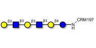 Para-Lacto-N-hexaose analogue (Para-LNH analogue) grafted on CRM197