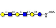 Para-Lacto-N-hexaose analogue (Para-LNH analogue) grafted on HSA