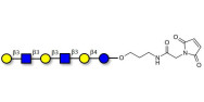 Para-Lacto-N-hexaose analogue (Para-LNH analogue) linked to maleimide (Linker-MAL A)