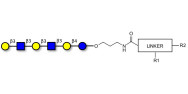 Para-Lacto-N-hexaose analogue (Para-LNH analogue) with customizable dual functionalization 