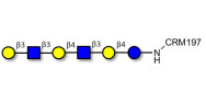 Para-Lacto-N-hexaose (Para-LNH) grafted on CRM197