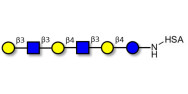 Para-Lacto-N-hexaose (Para-LNH) grafted on HSA