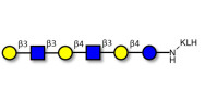Para-Lacto-N-hexaose (Para-LNH) grafted on KLH