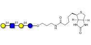Lacto-N-neotetraose (LNnT / neo-LNT) linked to biotin (Linker-BT B)