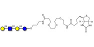 Lacto-N-neotetraose (LNnT / neo-LNT) linked to biotin (Linker-BT C)