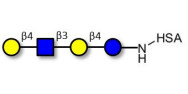 Lacto-N-neotetraose (LNnT / neo-LNT) grafted on HSA