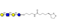 Lacto-N-neotetraose (LNnT / neo-LNT) with cyclic di-thiol (Linker-LIPO A)