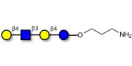 Lacto-N-neotetraose (LNnT / neo-LNT) with free terminal amine (Linker-NH2 A)